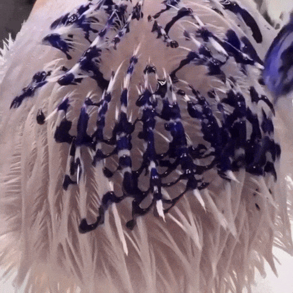 Blonde Refreshing Shampoo, Conditioner and Oil Set